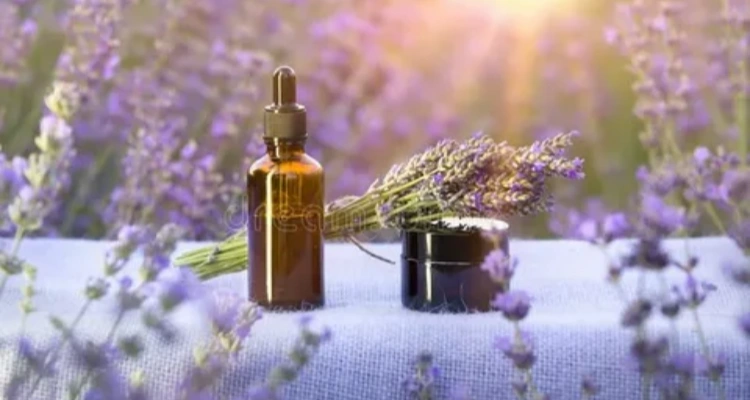 Lavender Essential Oil: Studies on its Calming Effect