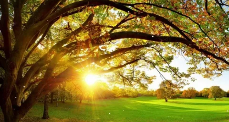 Healthy Lifestyle Your Natural Health - What Are Holistic Therapies? A Complete Guide for Beginners