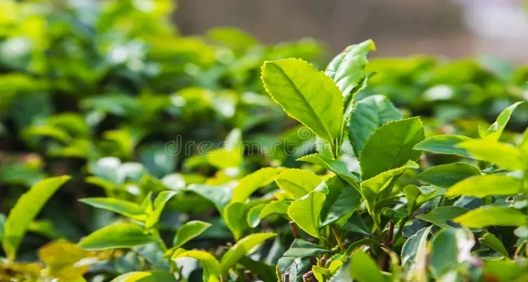 Green Tea: The Powerful Antioxidant that Strengthens Heart Health Your Natural Health - Green Tea: The Powerful Antioxidant that Strengthens Heart Health