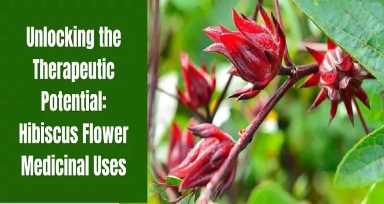 Hibiscus Tea: Helps with Weight Loss and Blood Pressure Control Your Natural Health - Hibiscus Tea: Helps with Weight Loss and Blood Pressure Control