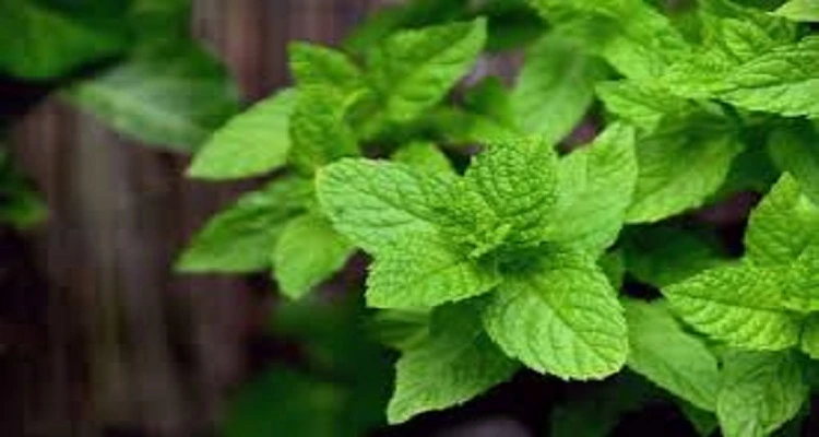 How Peppermint Tea Can Help with Digestive Health and Colic Relief Your Natural Health - How Peppermint Tea Can Help with Digestive Health and Colic Relief