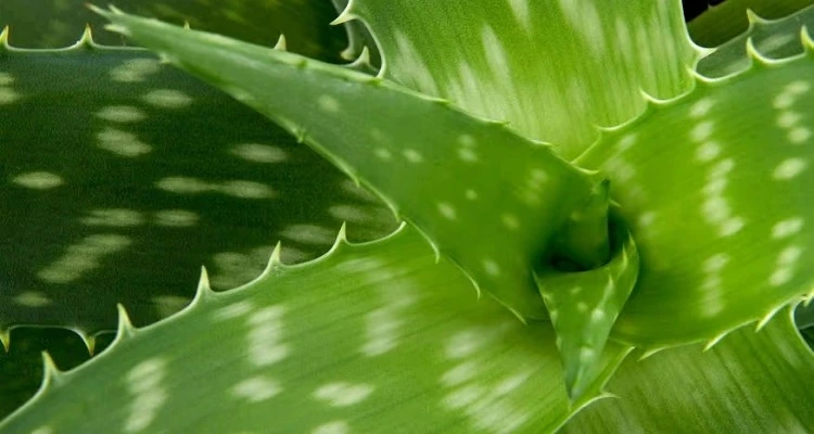 how-aloe-vera-can-help-fight-gastritis-and-heartburn