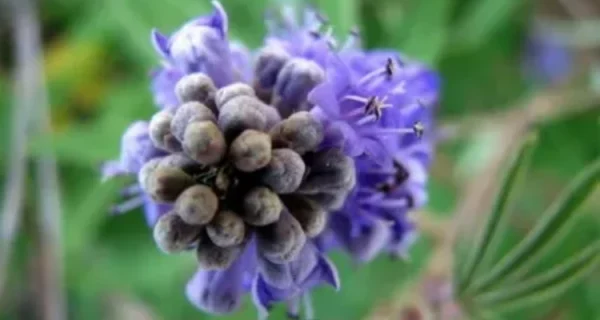 medicinal-plants-that-help-female-reproductive-health